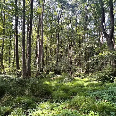 Ostseeferienhaus Finni Ferienhaus Ribnitz-Damgarten